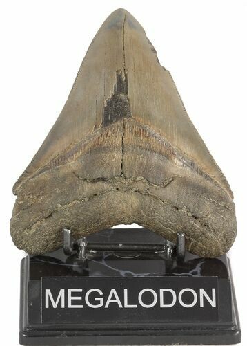 Serrated, Megalodon Tooth - South Carolina #47483